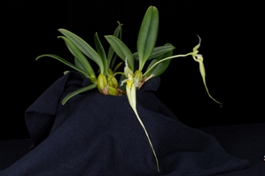 Bulbophyllum fascinator var. alba ‘Green Dragon’ CHM/AOS 82 pts. Plant